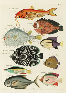 Whimsical Fish and Marine