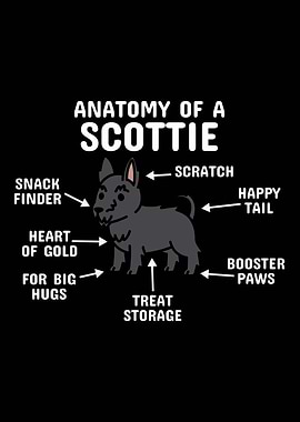 Scottish Terrier Anatomy