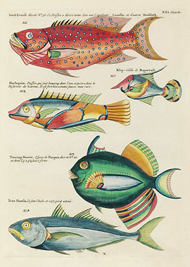 Colorful and Surreal Fish