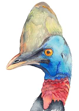 Cassowary Australian bir