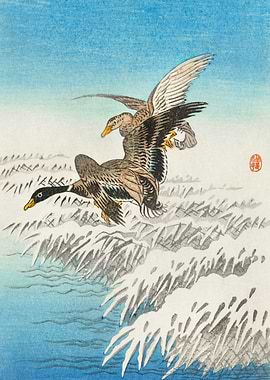 Pair of ducks flying over