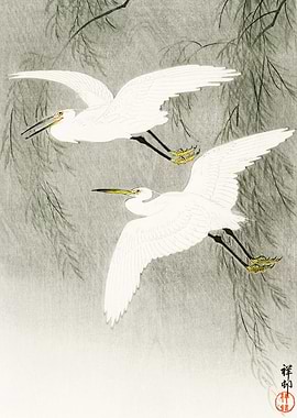 Little Egrets in flight