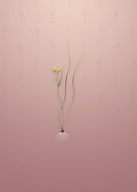 Ornithogalum Spathaceum