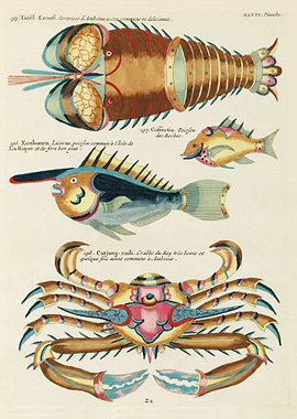 Ocean Crabs and Fishes