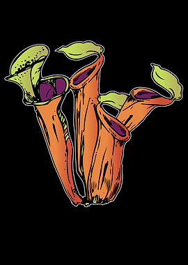 Sarracenia Purpurea Plant
