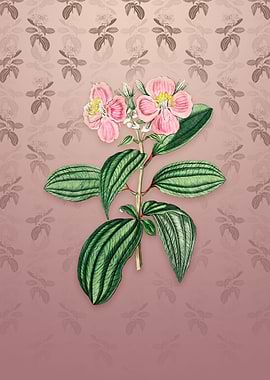 Starry Osbeckia Flower