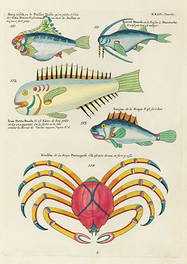 Colorful Crabs and Fishes