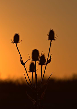 Thistles at sunset