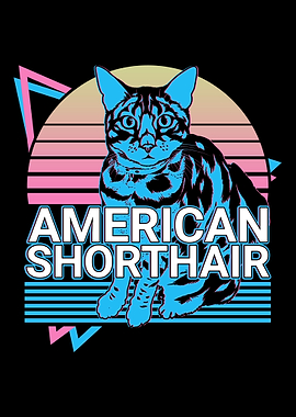 American Shorthair Cat
