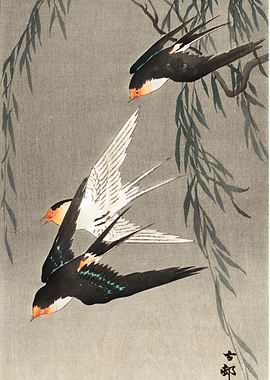 Three red tailed swallows
