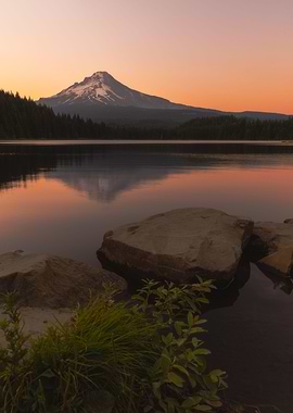 Trillium tranquility