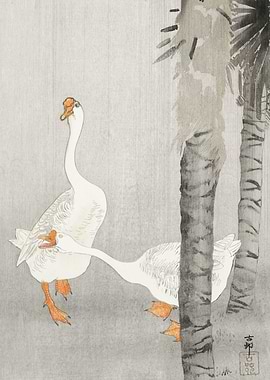 Tame geese in rain 1900