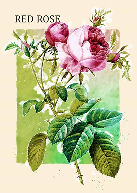 Red Rose
