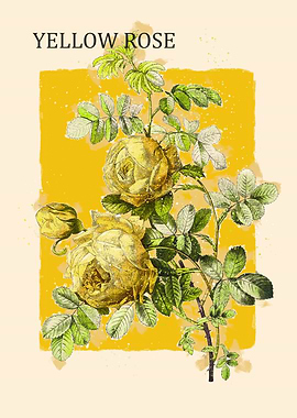 Yellow Rose