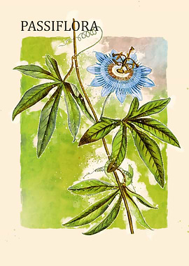 Passiflora