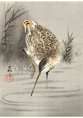 Snip in the water 1900