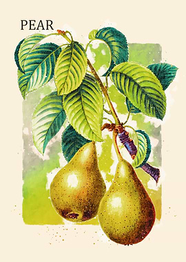 Pear