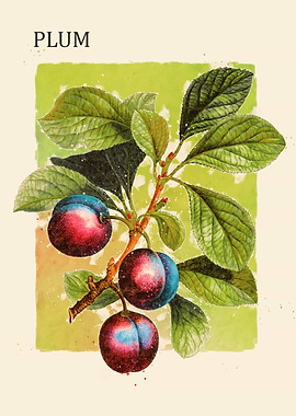 Plum