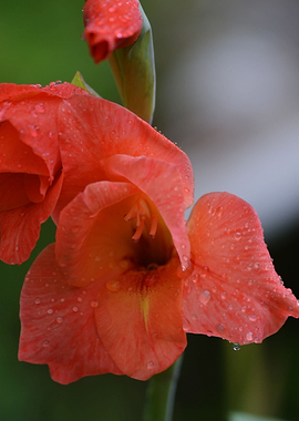 Red gladiolus flower