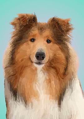 Rough Collie Dog