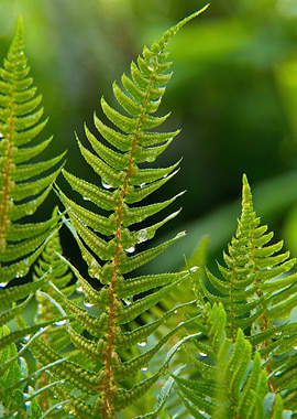 fern green leaf