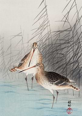 Two bartailed godwits