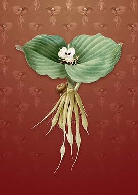 Vintage Sand Ginger on Red