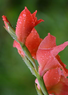 Gladiolus pink