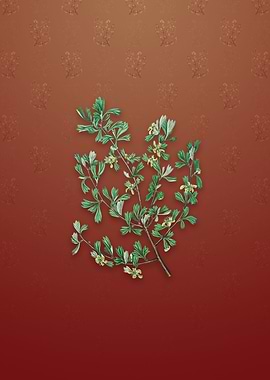 Three Toothed Purshia