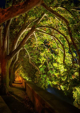 Tree Canopy At Night