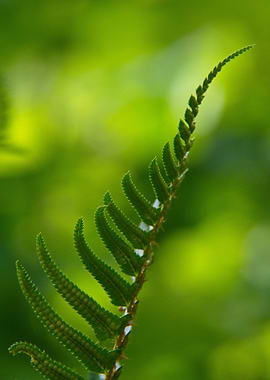 green fern