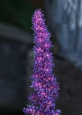 Astilbe flower