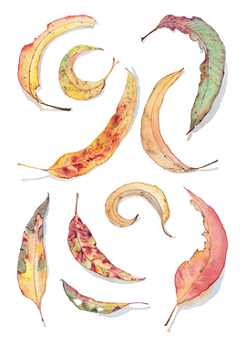 Colorful eucalyptus leaves