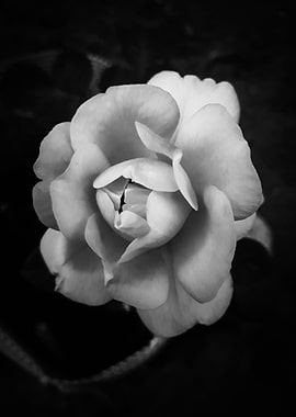 Monochromatic vintage rose