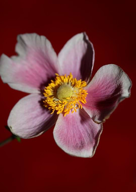 Anemone flower blossoming