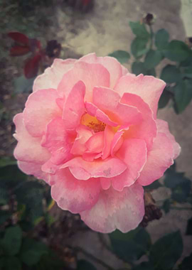 Retro pink rose