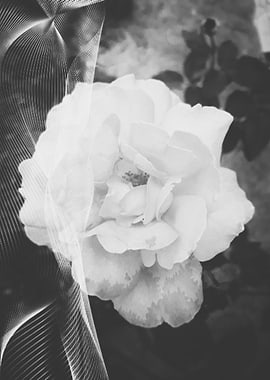 Unveiled rose beauty