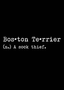 Boston Terrier Sock Thief