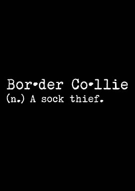 Border Collie Sock Thief