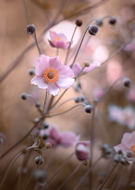 Pink summer anemones