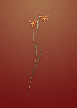 Gladiolus Watsonius on Red