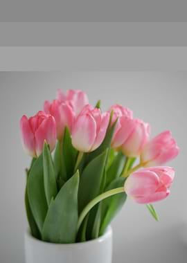 tulip spring flower