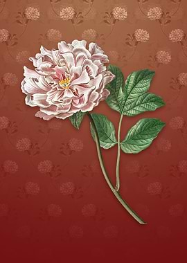 Tree Peony on Falu Red