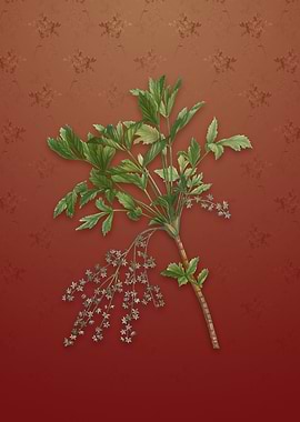 Vintage Shrub Yellowroot