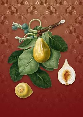 Common Fig on Falu Red