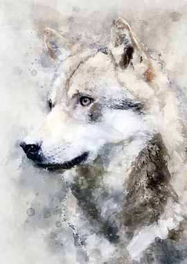 Watercolor wild lone wolf