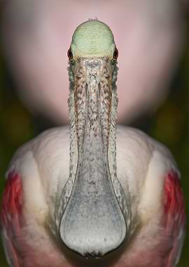Beautiful Flamingo UpClose