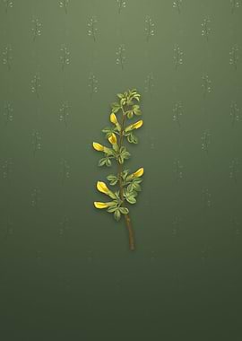 Vintage Common Cytisus