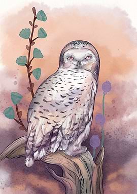 Snow Owl