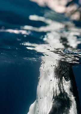 whale blue sea